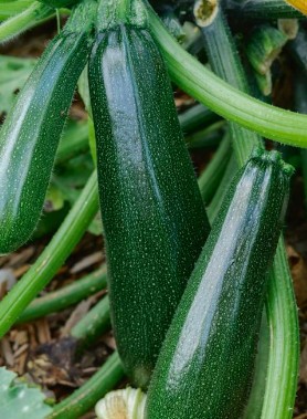 Graines de COURGETTE