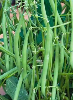 Graines de HARICOT
