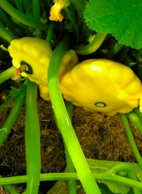 Graines de PATISSON