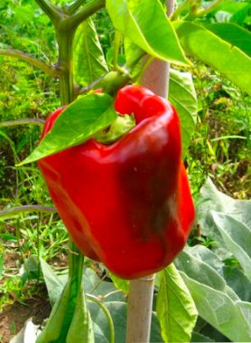 Graines de POIVRON