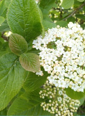 Viorne Lantane