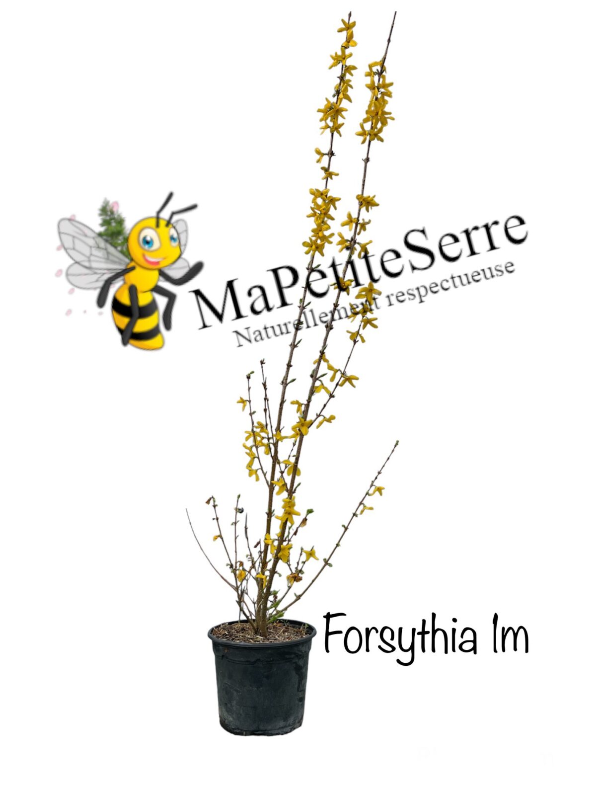 Forsythia "Mimosa de PARIS" – Image 3