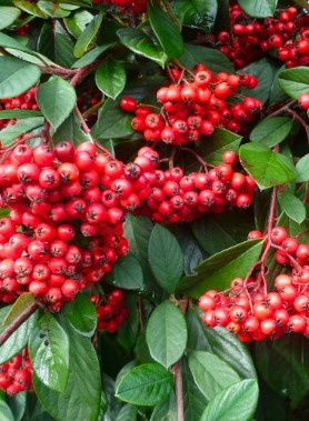 Cotoneaster