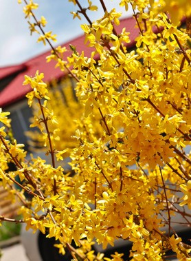 Forsythia "Mimosa de PARIS"