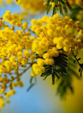 Mimosa LE GAULOIS