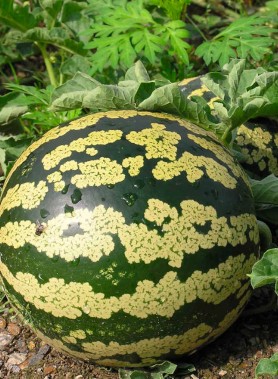 Graines de PASTEQUE