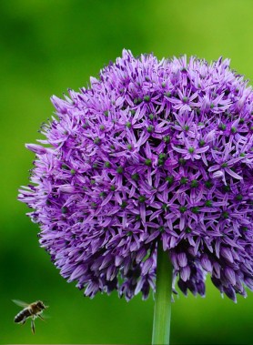 Allium GEANT (Gladiator)