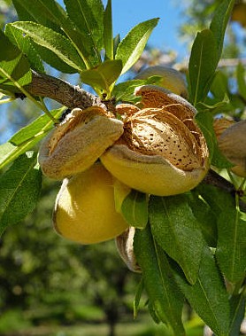 Amandier TETENYI RECORD