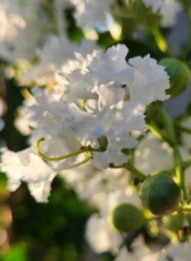 Lilas DES INDES – Image 3