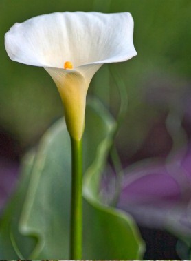 Arum blanc CRYSTAL BLUSH