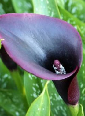 Arum en mélange
