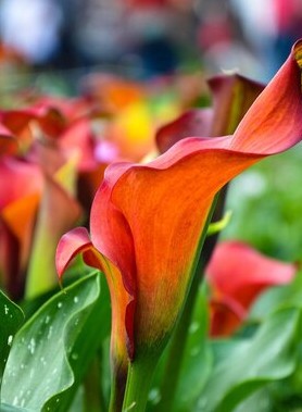 Arum en mélange – Image 5