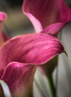 Arum en mélange – Image 4