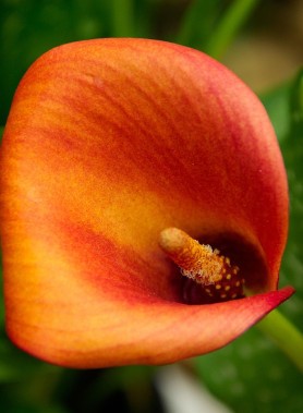 Arum en mélange – Image 3