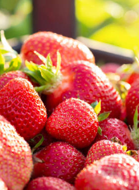 Fraisier GROSSES FRAISES – Image 5